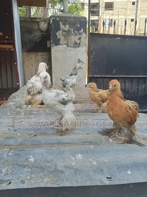 Brahma Chicken Fertilized Eggs For Hatching