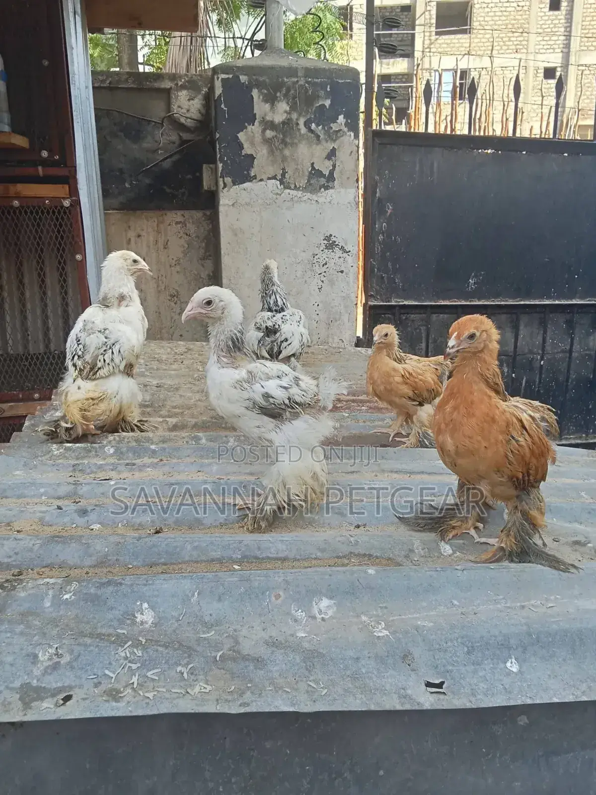 Brahma Chicken Fertilized Eggs For Hatching