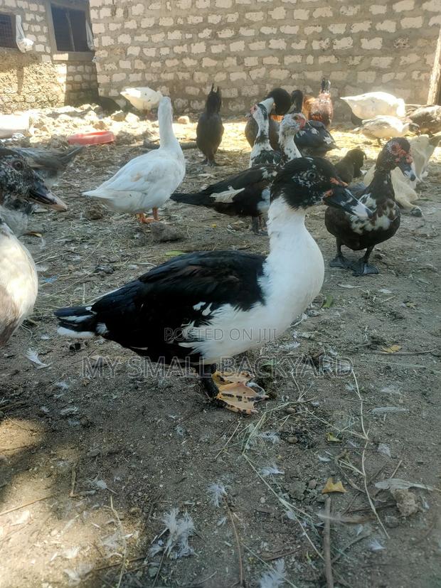 Female Muscovy Ducks - main view