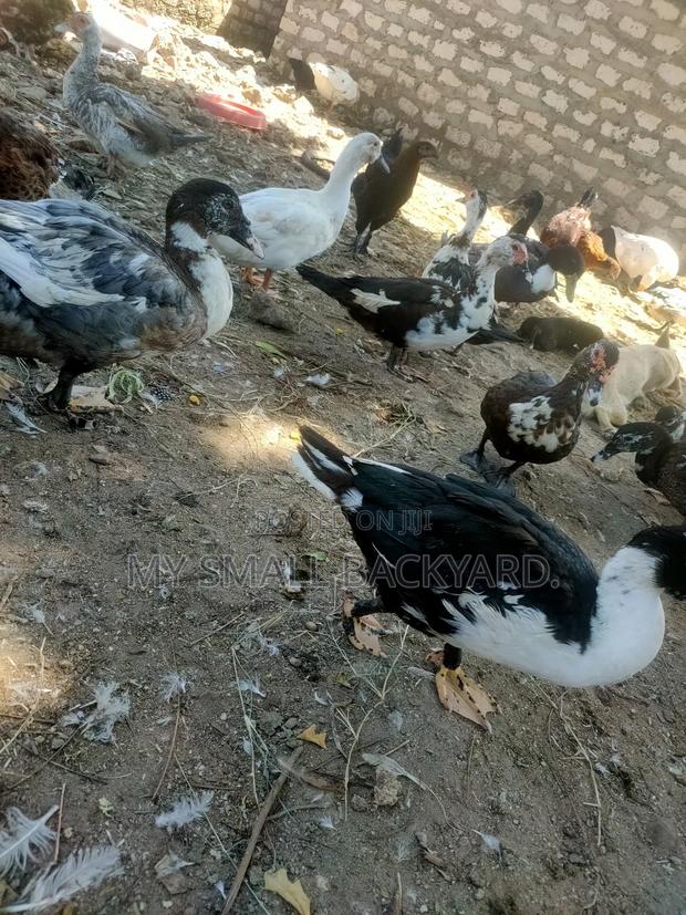 Female Muscovy Ducks - thumbnail 2