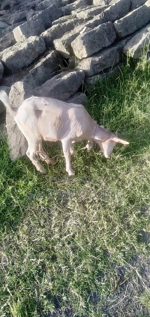  Improved Dairy Goats for Sale – High Quality Stock  - thumbnail 3