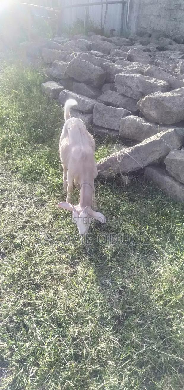  Improved Dairy Goats for Sale – High Quality Stock  - thumbnail 8