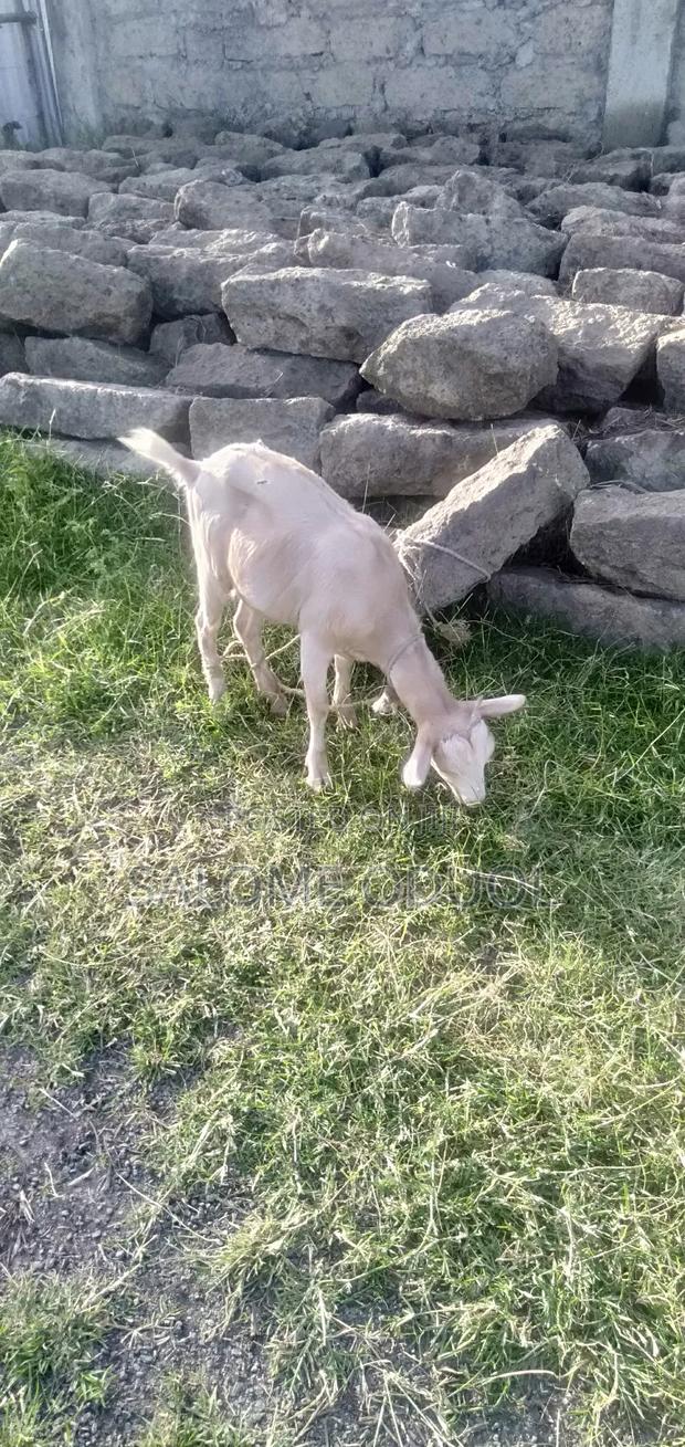  Improved Dairy Goats for Sale – High Quality Stock  - thumbnail 7