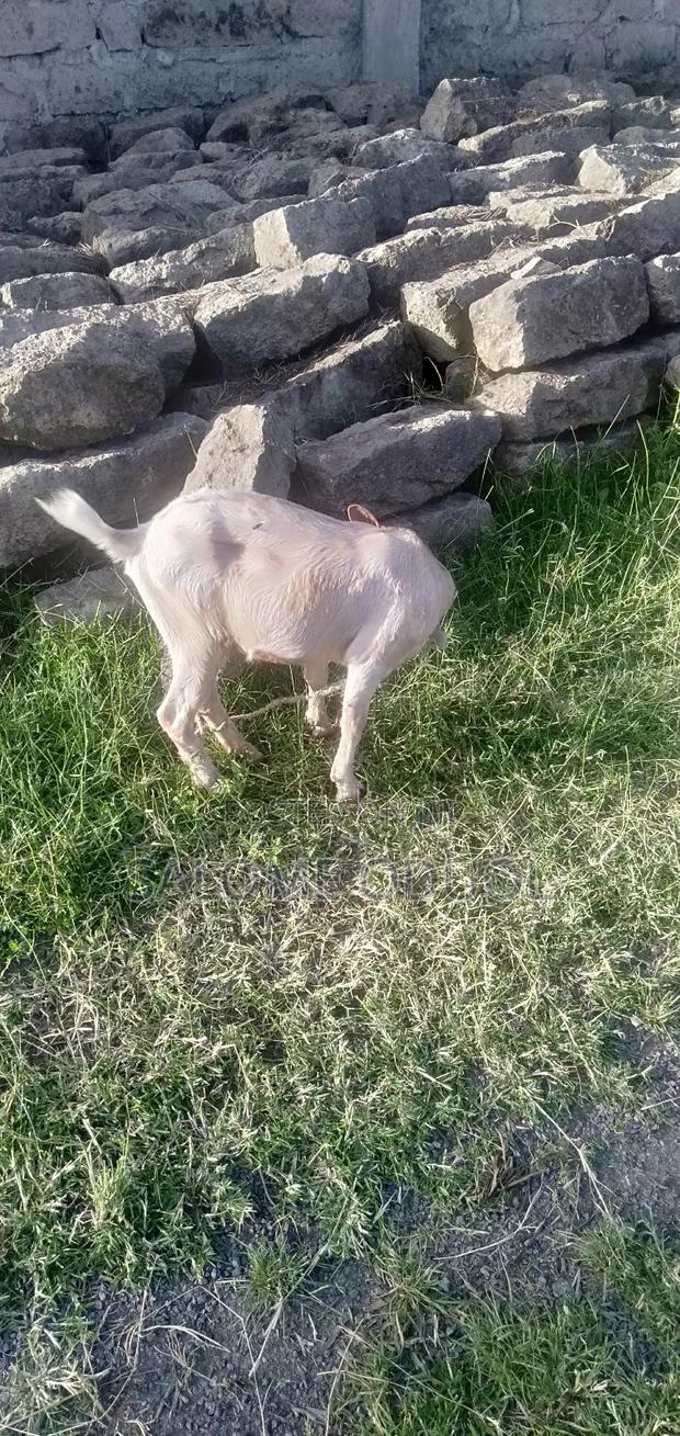  Improved Dairy Goats for Sale – High Quality Stock  - thumbnail 5
