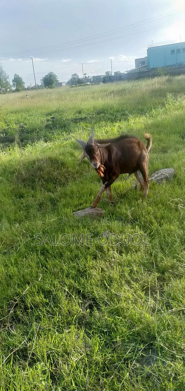  Improved Dairy Goats for Sale – High Quality Stock  - main view