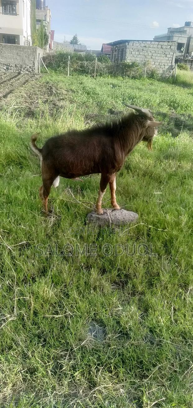  Improved Dairy Goats for Sale – High Quality Stock  - thumbnail 2