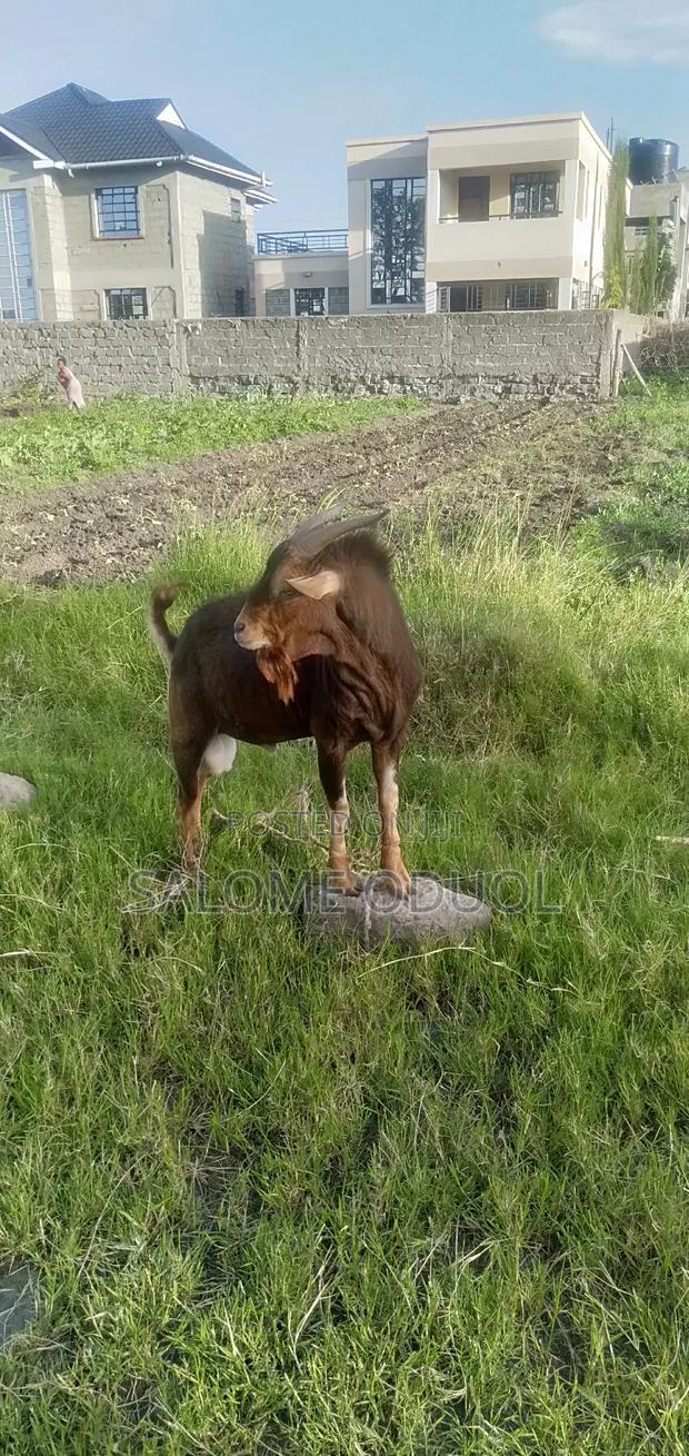  Improved Dairy Goats for Sale – High Quality Stock  - thumbnail 4