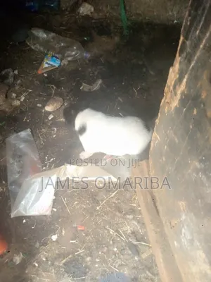 0-1 month Male Mixed Breed Siberian Husky