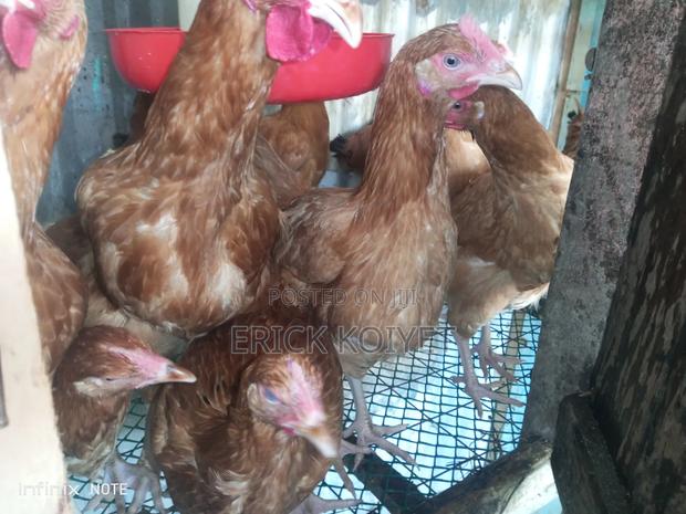 Poultry Birds (Price Varies With Age)