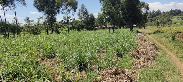 Plot and for Sale - main view