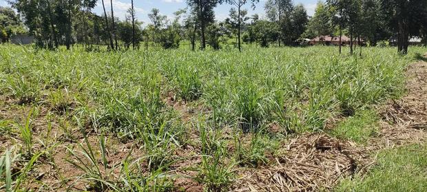 Plot and for Sale - thumbnail 2