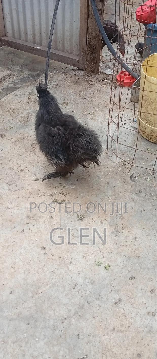 Silkie Birds - main view