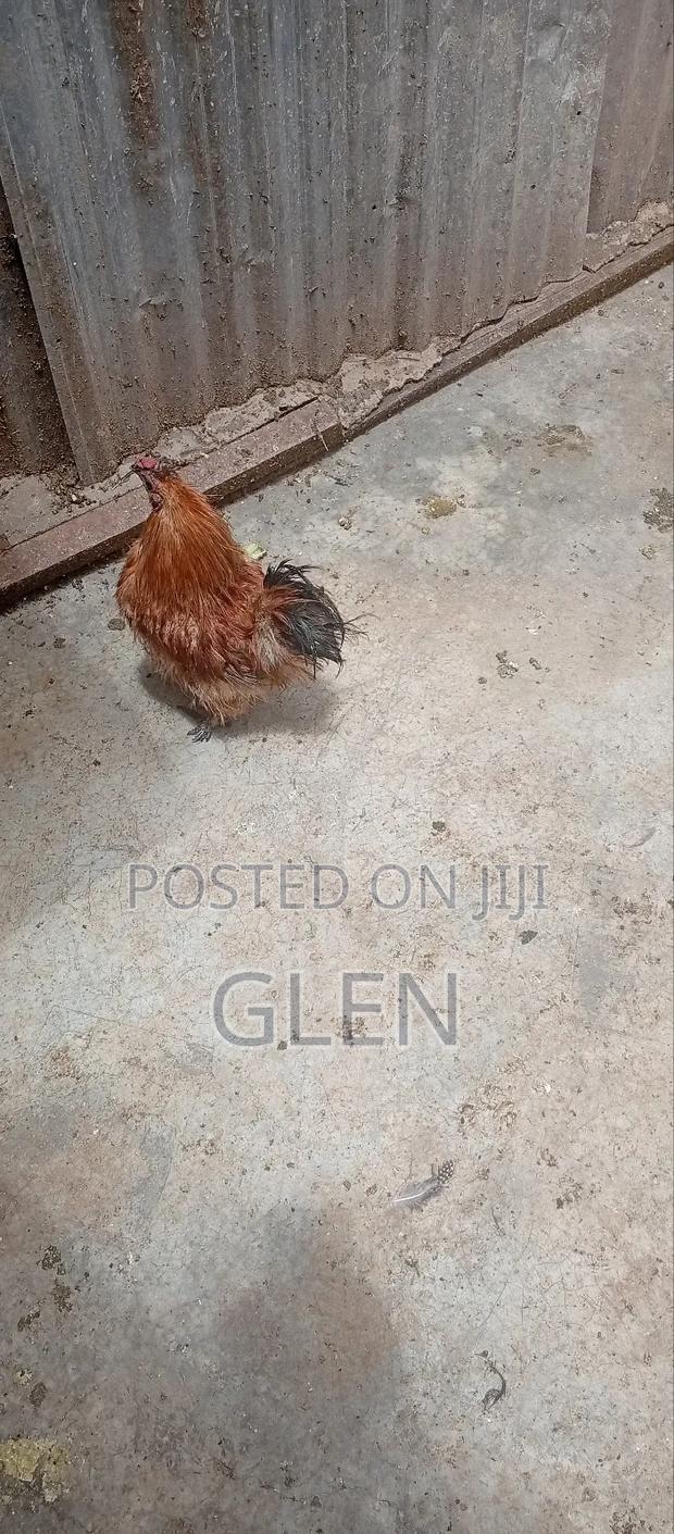 Silkie Birds - thumbnail 2