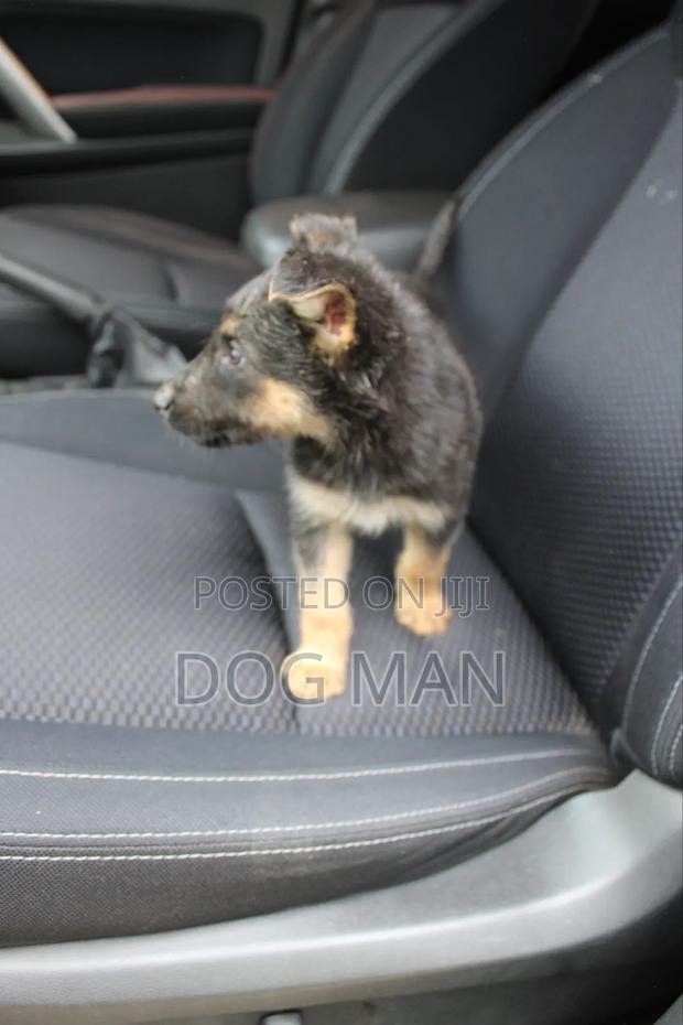 1-3 months Female Purebred German Shepherd