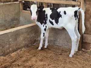 Calfs for Sale
