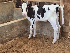 Calfs for Sale