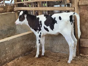 Calfs for Sale