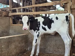 Calfs for Sale