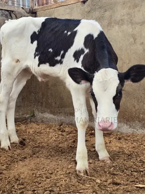 Calfs for Sale