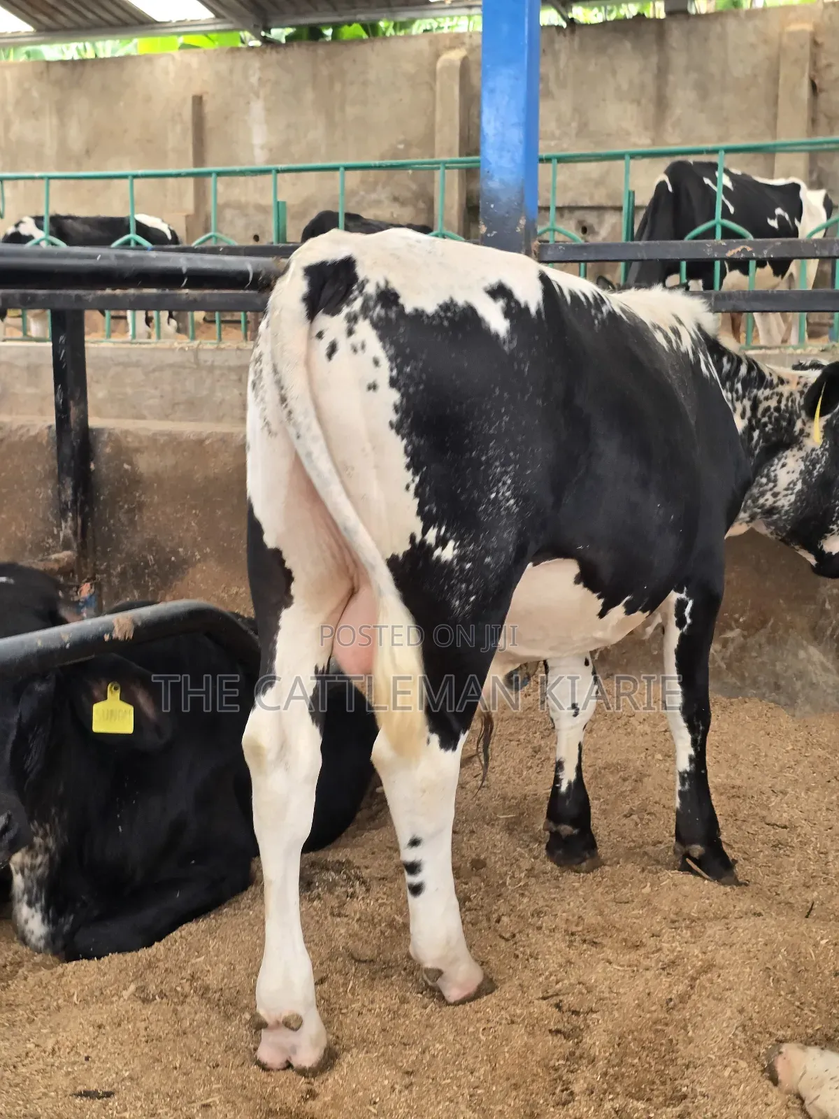 Girilando Breeding Bull