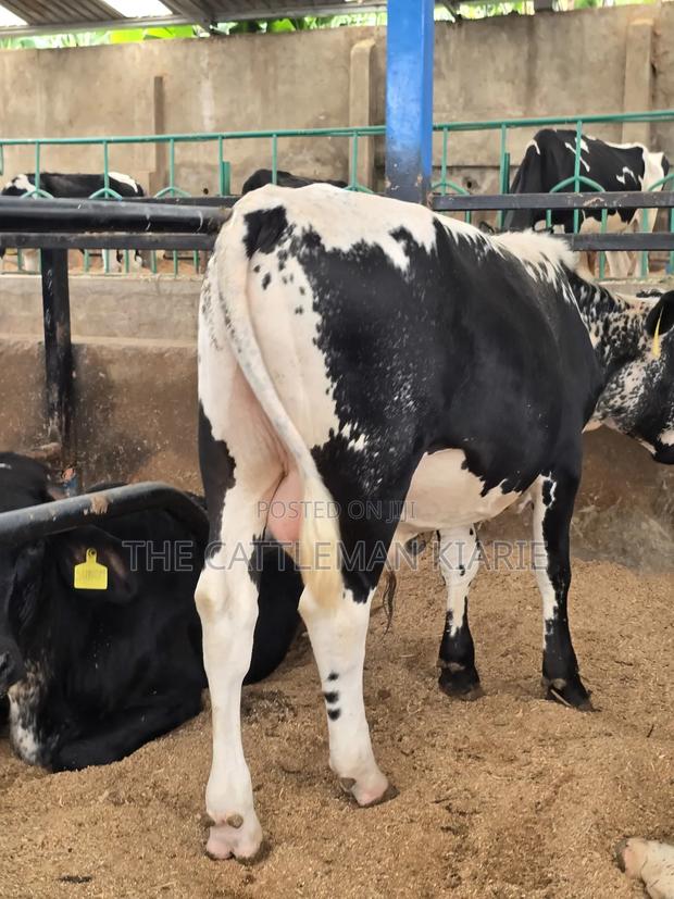 Girilando Breeding Bull - main view