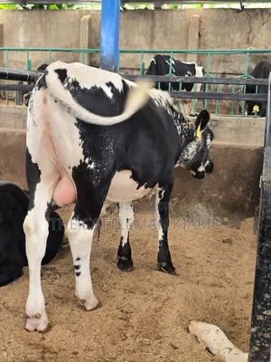 Girilando Breeding Bull