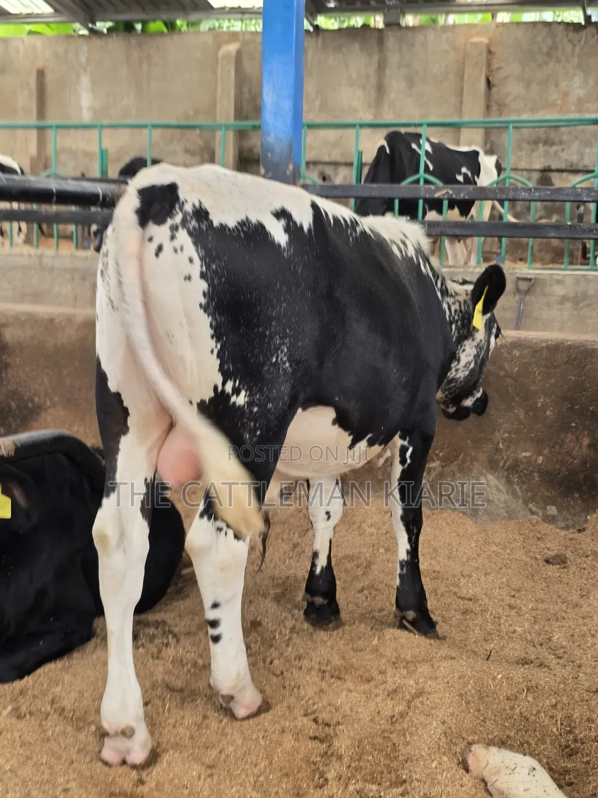 Girilando Breeding Bull