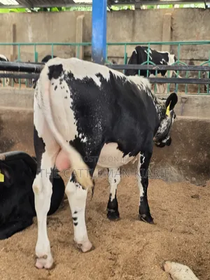 Girilando Breeding Bull