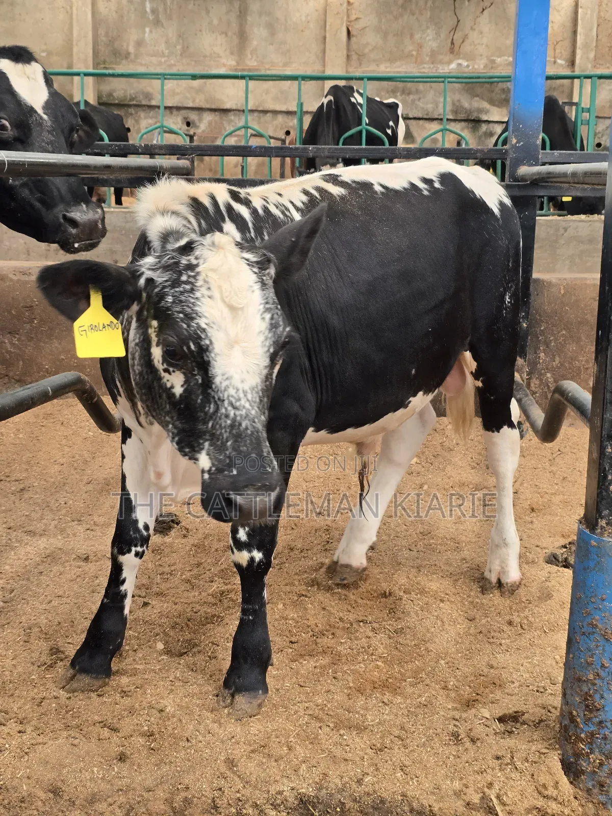 Girilando Breeding Bull