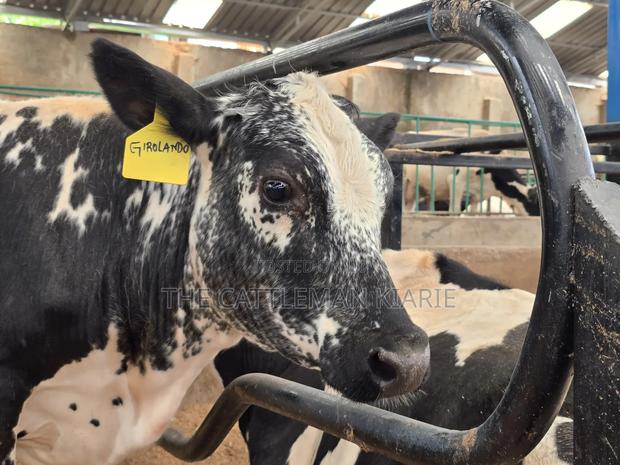 Girilando Breeding Bull - thumbnail 5