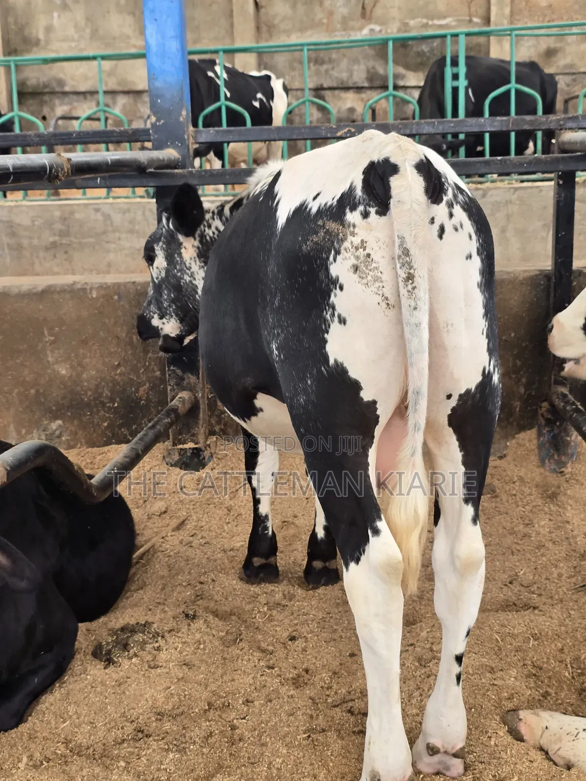 Girilando Breeding Bull