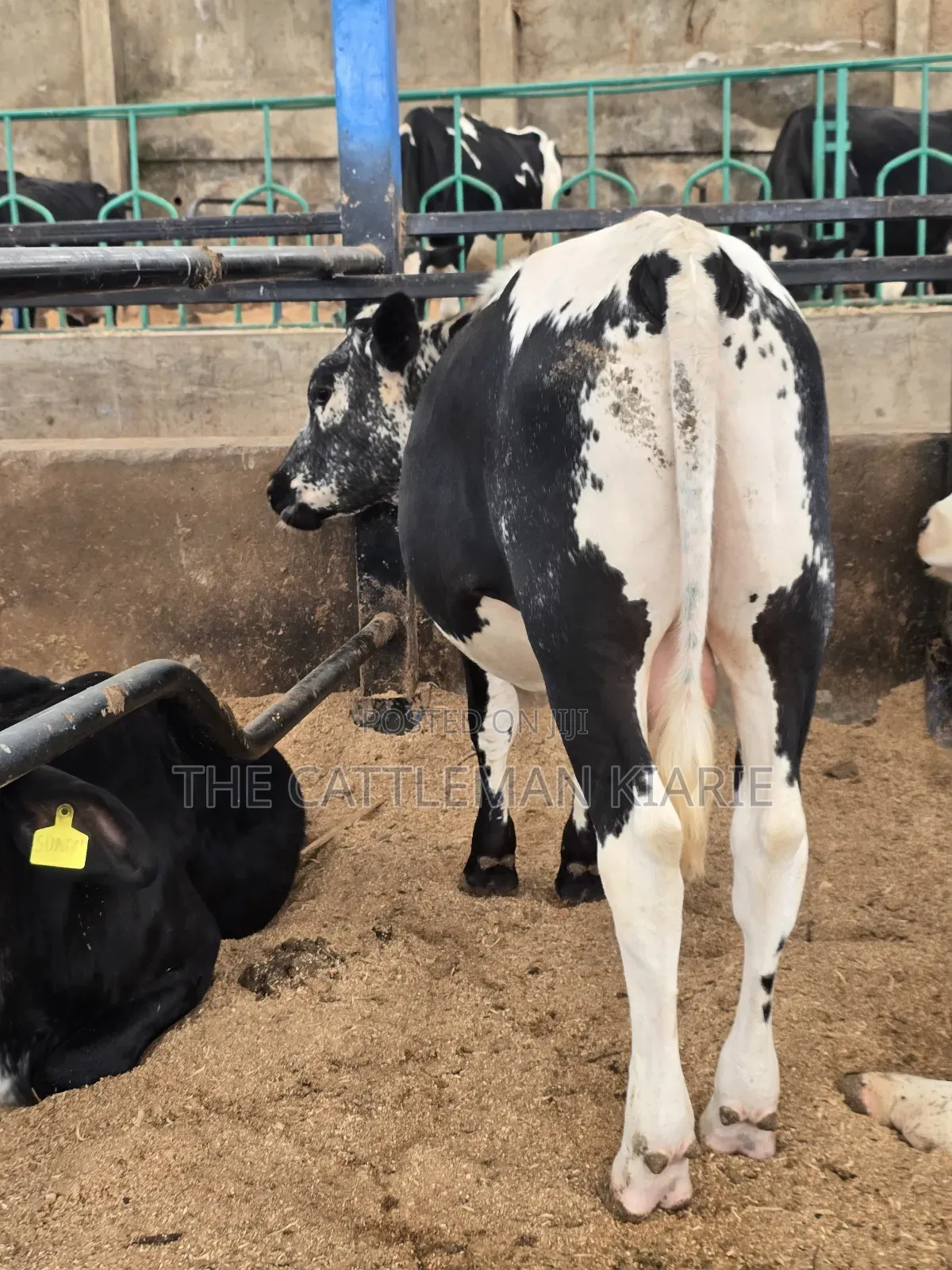 Girilando Breeding Bull