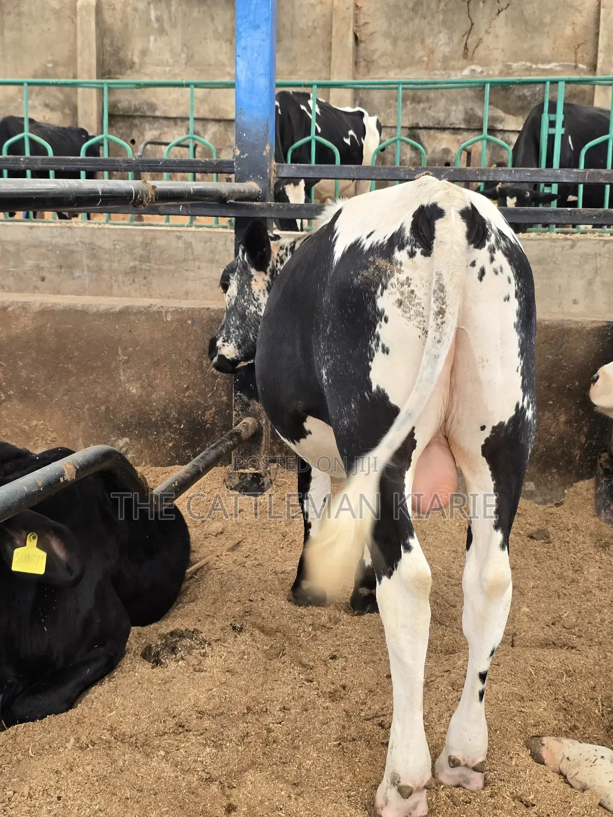 Girilando Breeding Bull