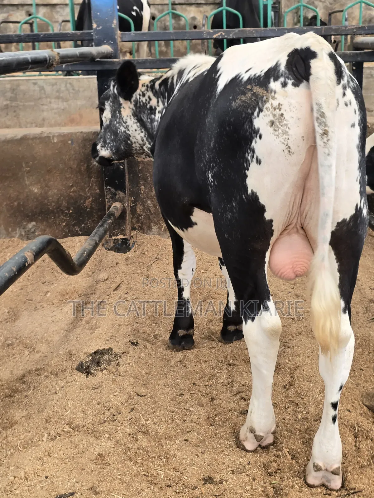Girilando Breeding Bull