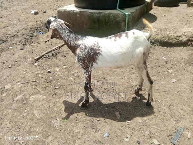 Ghalla/Somali Goat Ewe