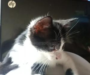 1-3 months Male Mixed Breed Mongrel (No Breed) - thumbnail 2