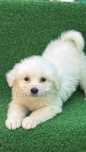 1-3 months Male Purebred Havanese