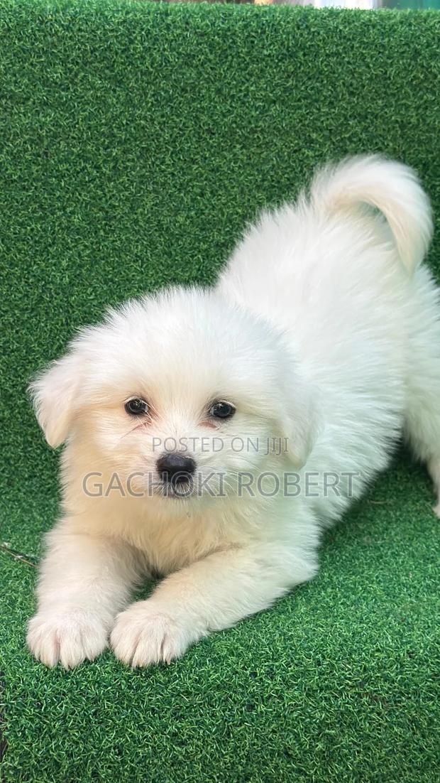 1-3 months Male Purebred Havanese - main view