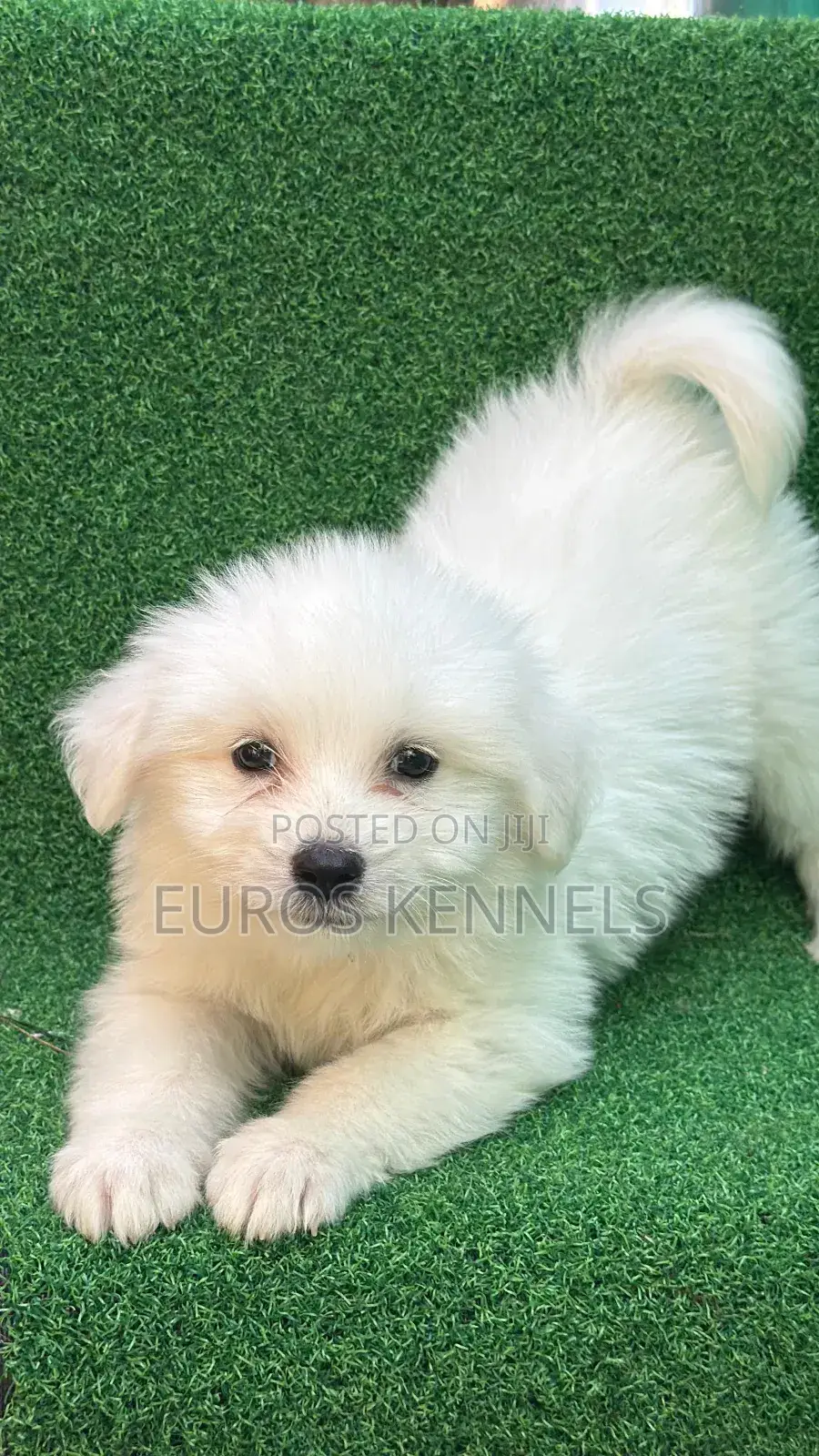 1-3 months Male Purebred Havanese