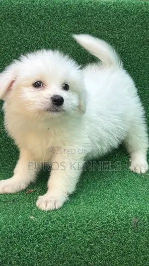 1-3 months Male Purebred Havanese