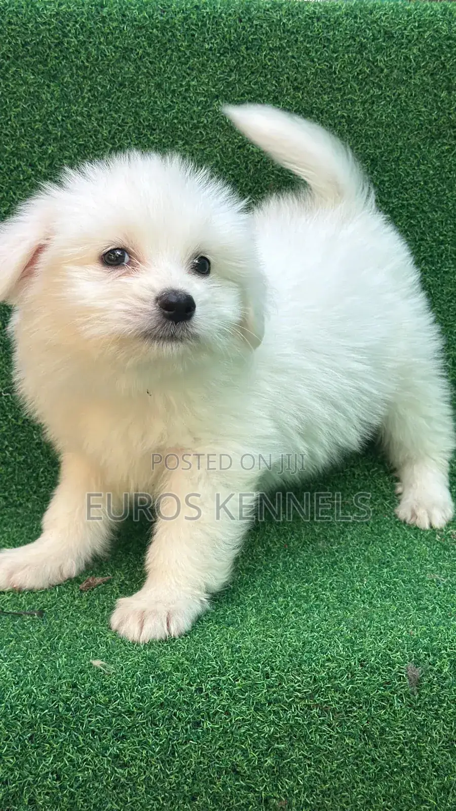 1-3 months Male Purebred Havanese