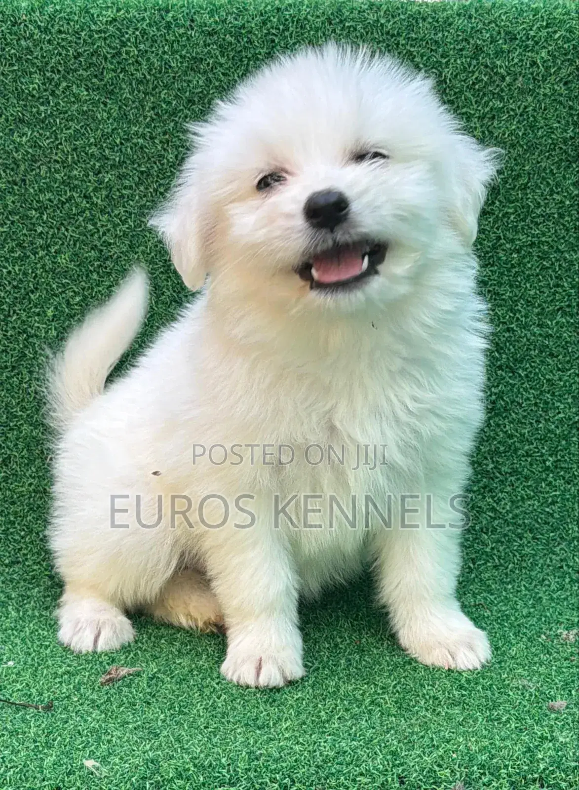 1-3 months Male Purebred Havanese