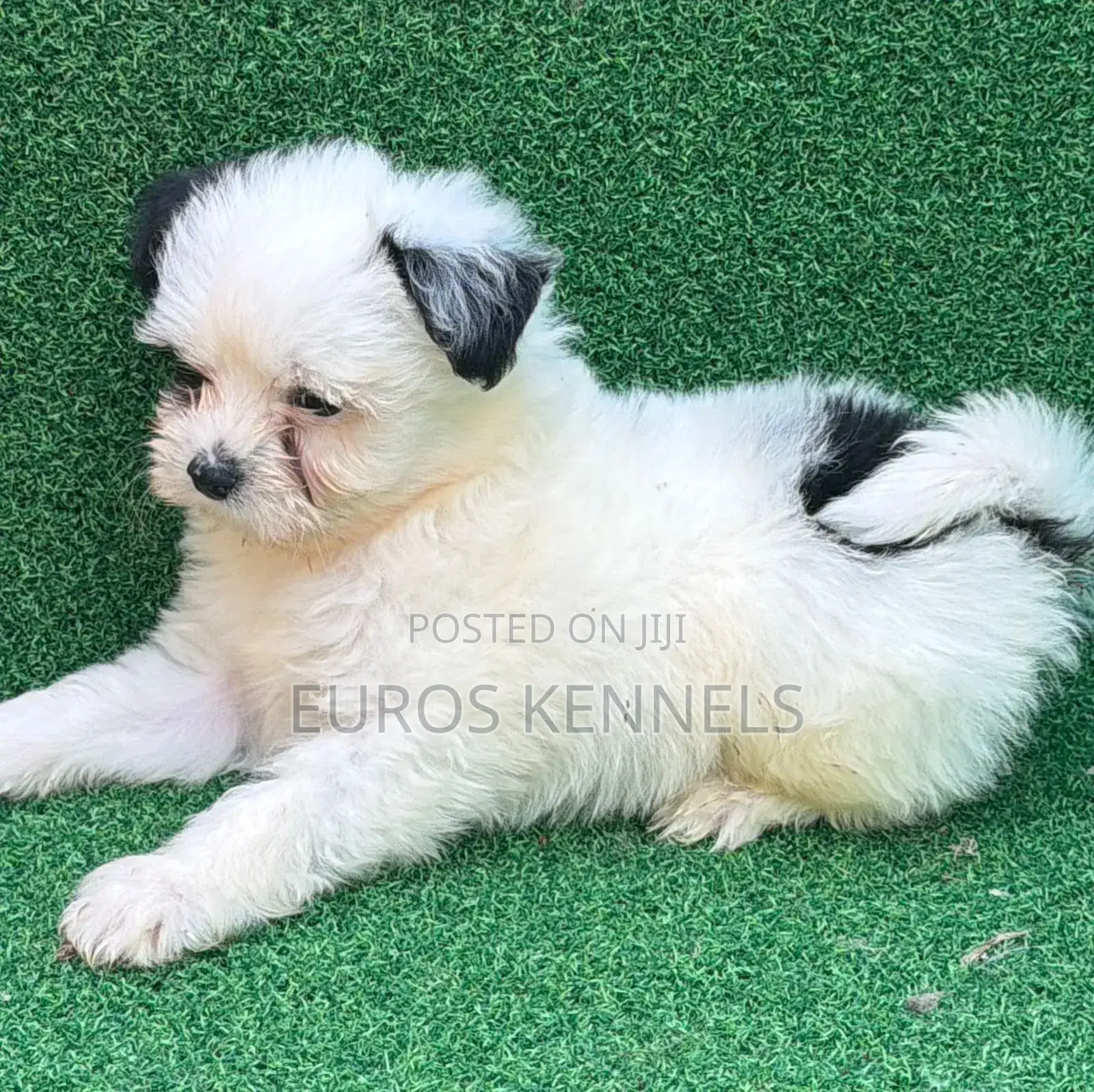1-3 months Male Purebred Havanese