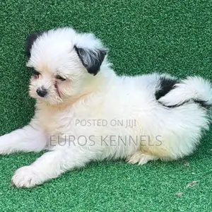 1-3 months Male Purebred Havanese