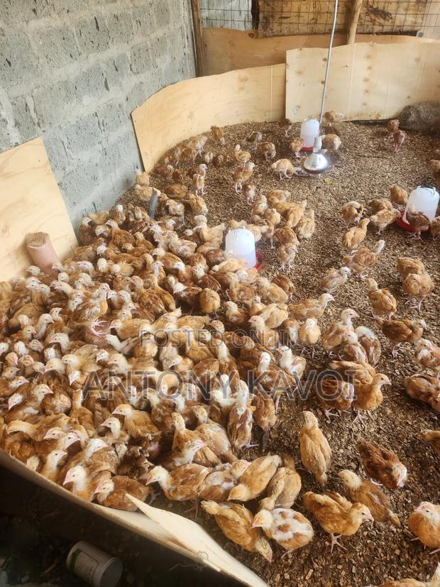 1 Month Old Chick's Sasso F1 - main view