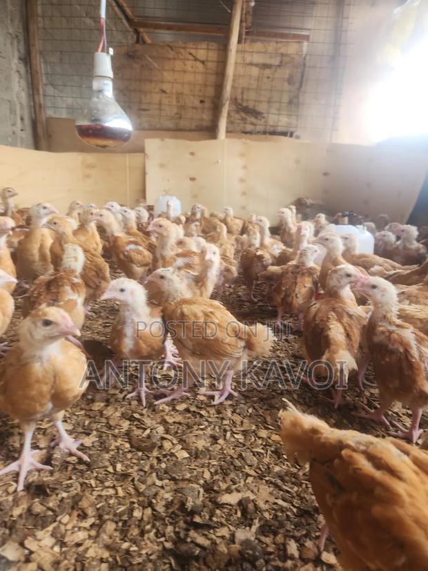 1 Month Old Chick's Sasso F1 - thumbnail 2