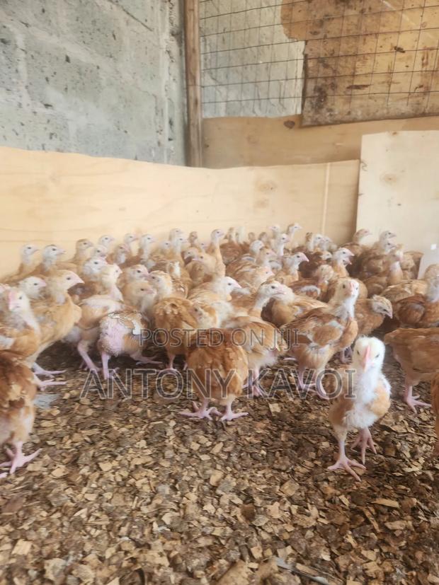 1 Month Old Chick's Sasso F1 - thumbnail 3