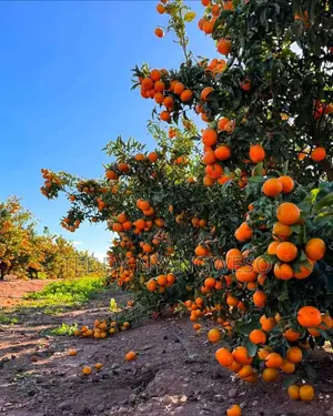 Farm Manager Job