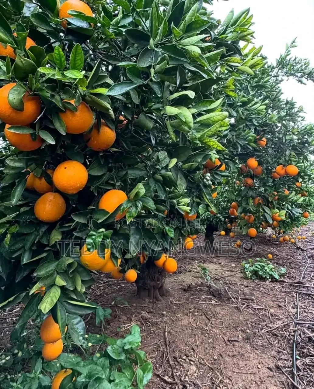 Farm Manager Job