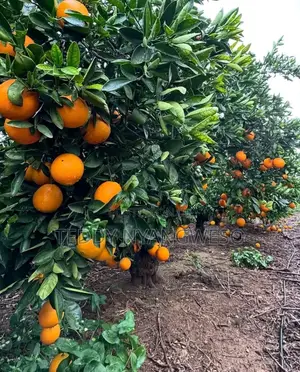 Farm Manager Job